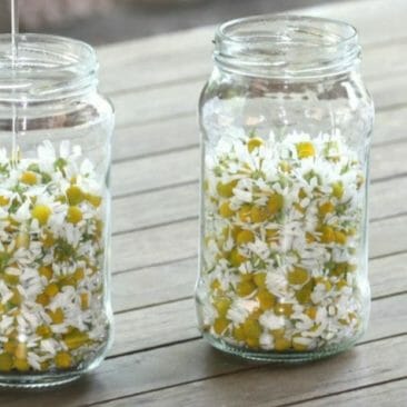 Blog Luna Herbs Wildkräuter_Grundrezept Öl Mazerat selber herstellen