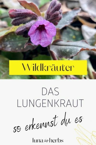 Pinterest_Luna Herbs Wildkräuter Blog_Pflanzensteckbrief Lungenkraut