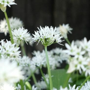 Luna Herbs_Wildkräuter Blog_Basis Rezept_Rezept für Bärlauch Oyxmel​25