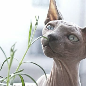 Blog Luna Herbs Wildkräuter_Wildkräuter sinnlich erleben