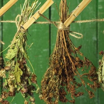 Blog Luna Herbs Wildkräuter_Wildkräuter trocknen