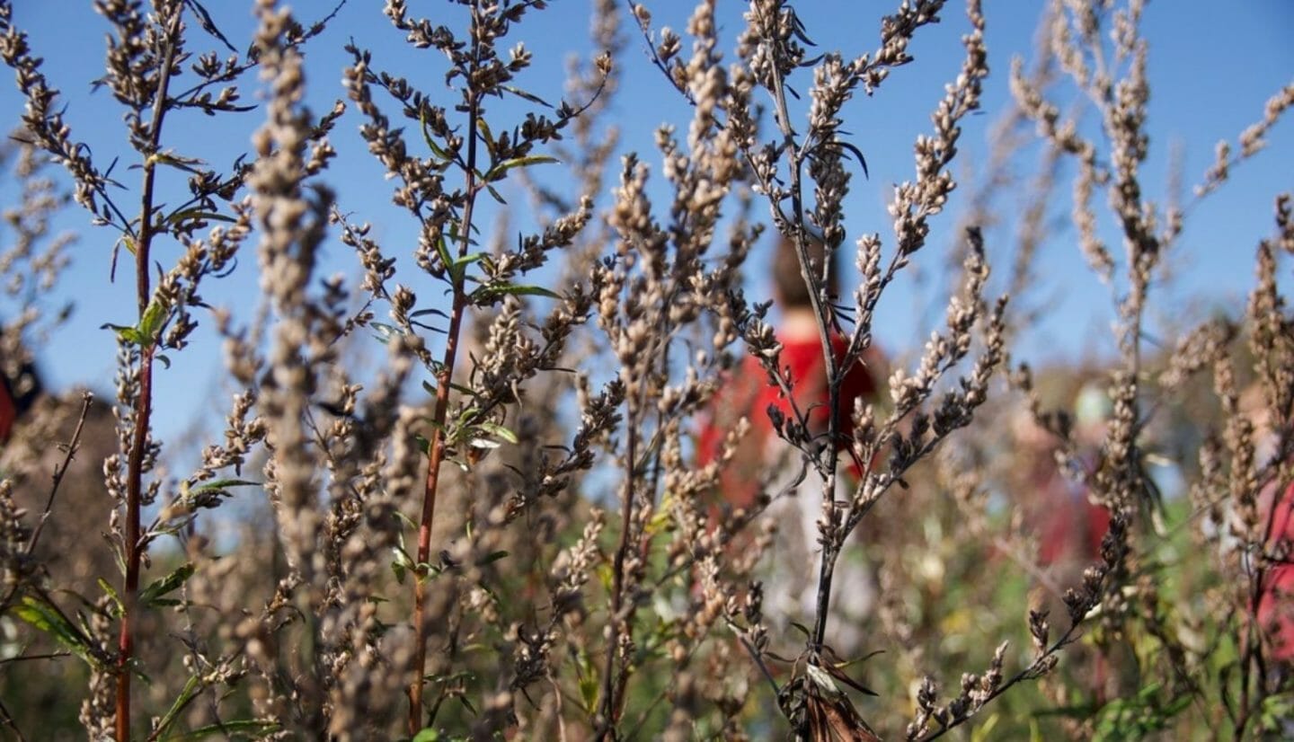 Blog Luna Herbs Wildkräuter_Beifuß Kräutersteckbrief