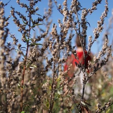 Blog Luna Herbs Wildkräuter_Beifuß Kräutersteckbrief