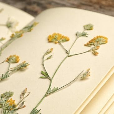 Blog Luna Herbs Wildkräuter_So legst du dein eigenes Herbarium an