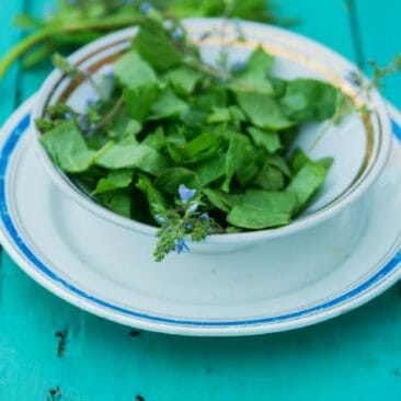 Blog Luna Herbs Wildkräuter_einfache Wildkräuter Rezepte