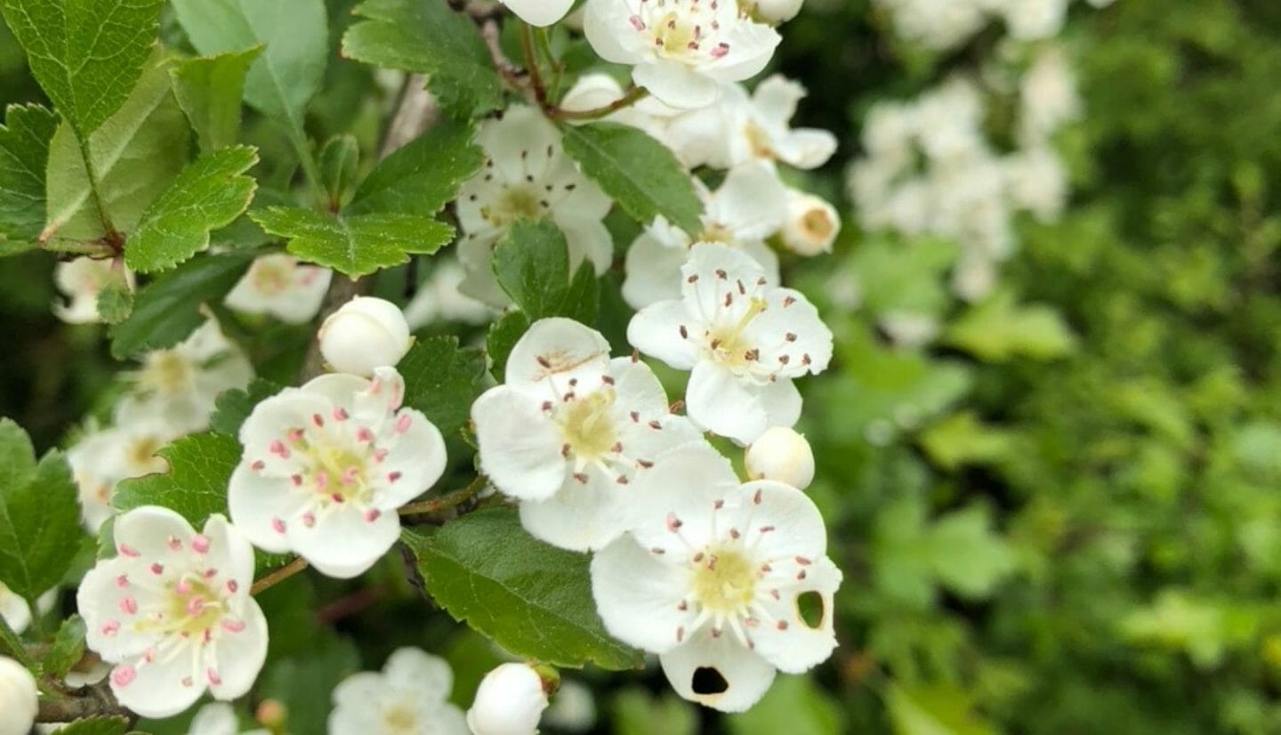 Blog Luna Herbs Wildkräuter_Pflanzensteckbrief Weißdorn