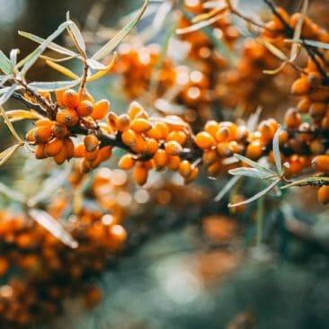 Blog Luna Herbs Wildkräuter_Pinterest_4 gesundheitliche Vorteile von Sanddorn