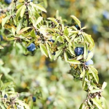 Luna Herbs Wildkräuter Blog_Pflanzensteckbrief - Gewöhnliche Schlehe