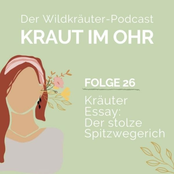 Kraut im Ohr_Folge 26_Kraut Essay_Der stolze Spitzwegerich