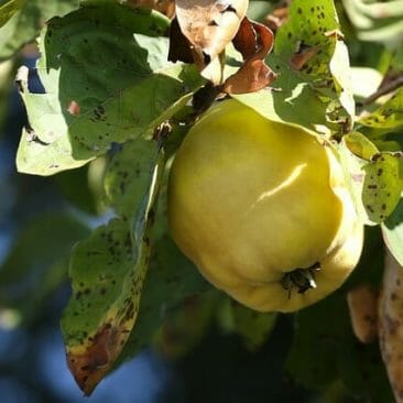 LunaHerbs_Blog Artikel_5 Ideen, Quittenschalen zu verwerten