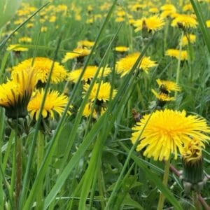 Wildpflanzen Selbstversorgung 1