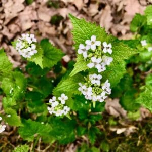 Wildpflanzen Selbstversorgung 7