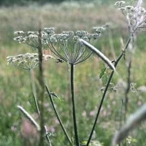 Wildpflanzen Selbstversorgung 9