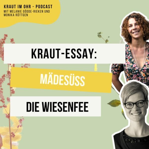 163_Kraut im Ohr_Kraut-Essay_Shownotes Mädesüß