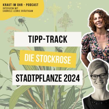 Die Stockrose - Stadtpflanze des Jahres 2024