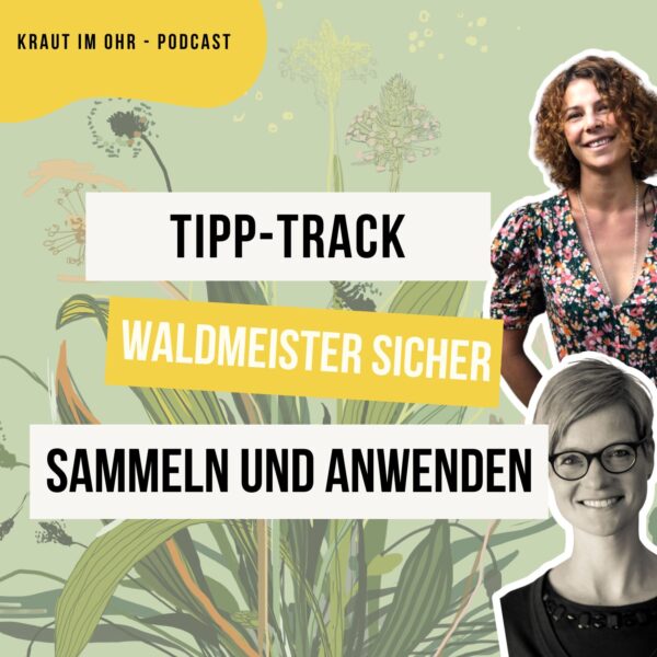 Waldmeister sicher sammeln und anwenden