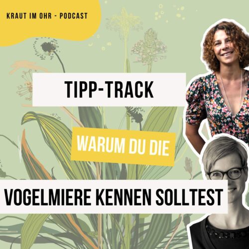 269_Kraut im Ohr_Tipp-Track_Warum du die Vogelmiere kennen solltest